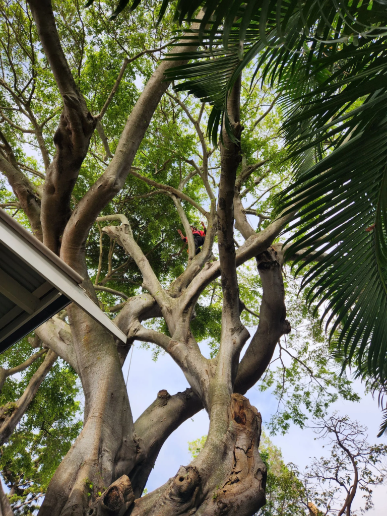 jungle-jess-arborist-tree-removal-gold-coast